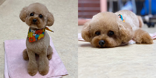 �ꌢ�A�v���R�b�g