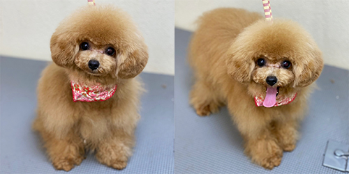 �ꌢ�A�v���R�b�g