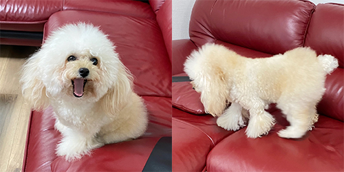 �ꌢ�A�v���R�b�g