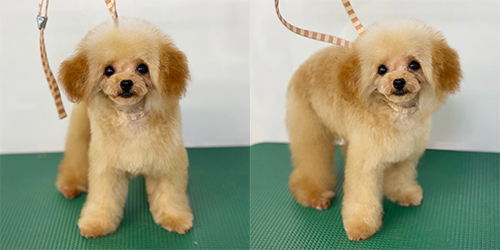 �ꌢ�A�v���R�b�g