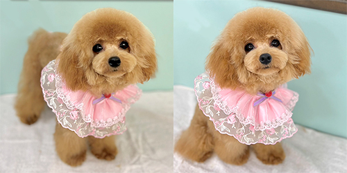 �ꌢ�A�v���R�b�g