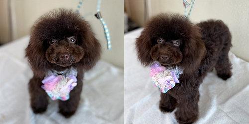 �ꌢTP_�u���E��