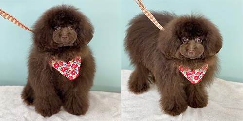 �ꌢTP_�u���E��