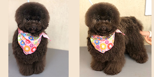 �ꌢTP_�u���E��