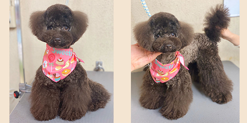 �ꌢTP_�u���E��