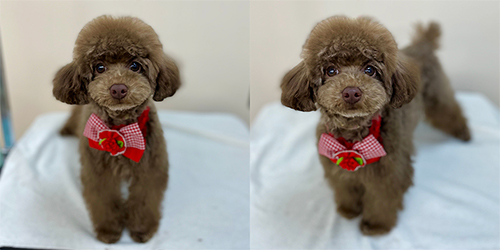 �ꌢTP_�u���E��