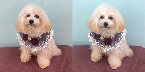 �ꌢTP_�N���[��