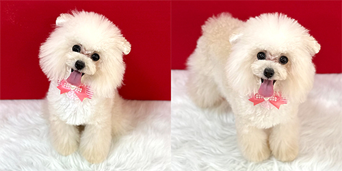 �ꌢ�A�v���R�b�g