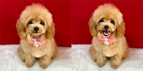 �ꌢ�A�v���R�b�g