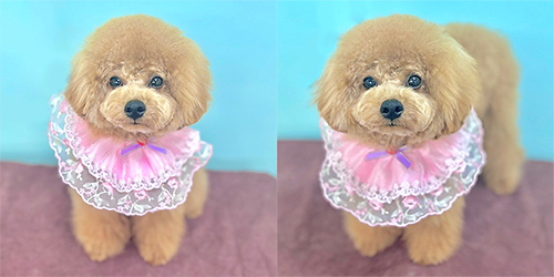 �ꌢ�A�v���R�b�g