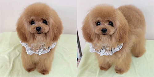 �ꌢ�A�v���R�b�g