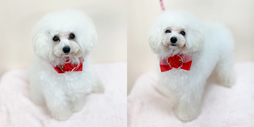 �ꌢTP_�z���C�g