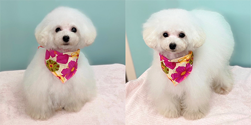 �ꌢTP_�z���C�g