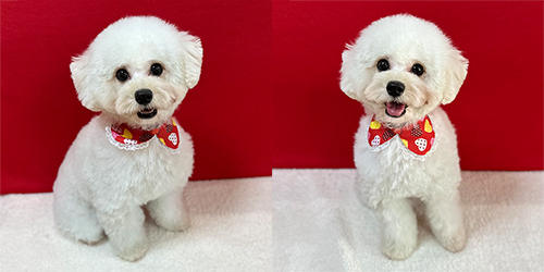 �ꌢTP_�z���C�g